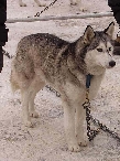 2003 schlittenhunde037.jpg